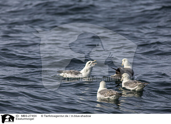 Eissturmvogel / northern fulmar / MBS-27464