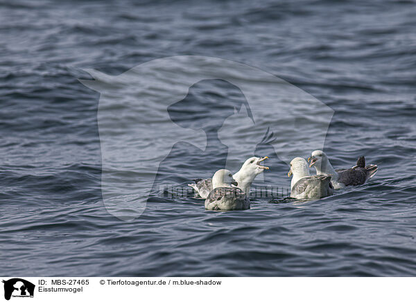 Eissturmvogel / northern fulmar / MBS-27465