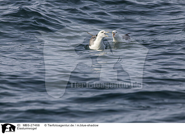 Eissturmvogel / northern fulmar / MBS-27468