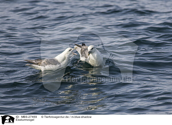 Eissturmvogel / northern fulmar / MBS-27469