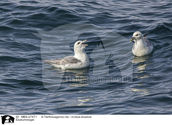 Eissturmvogel / northern fulmar / MBS-27471