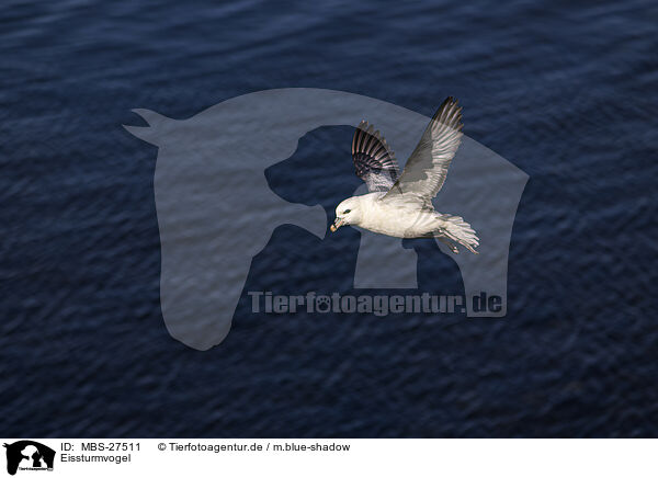 Eissturmvogel / northern fulmar / MBS-27511