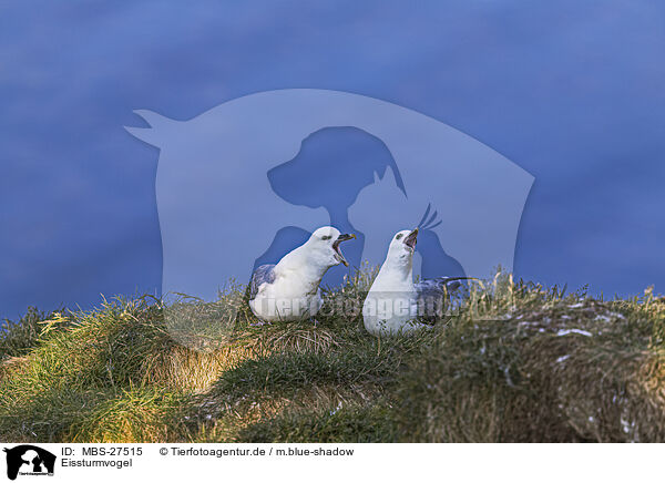 Eissturmvogel / northern fulmar / MBS-27515