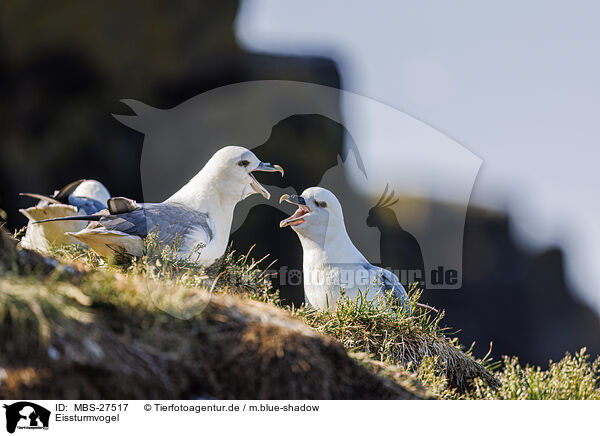 Eissturmvogel / northern fulmar / MBS-27517