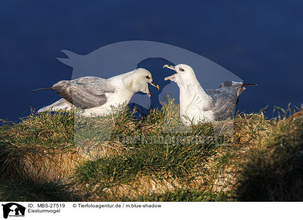 Eissturmvogel / northern fulmar / MBS-27519