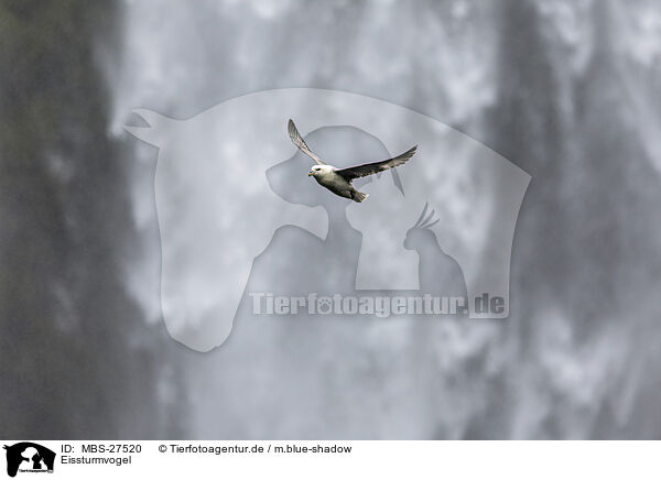 Eissturmvogel / northern fulmar / MBS-27520