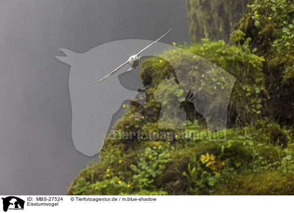 Eissturmvogel / northern fulmar / MBS-27524