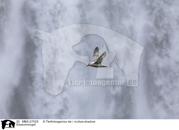 Eissturmvogel / northern fulmar / MBS-27525