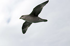 fliegender Eissturmvogel