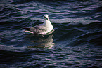 Eissturmvogel