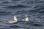 Eissturmvogel