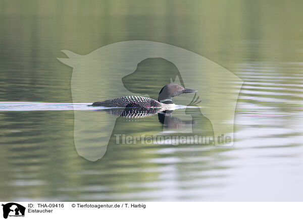 Eistaucher / common loon / THA-09416