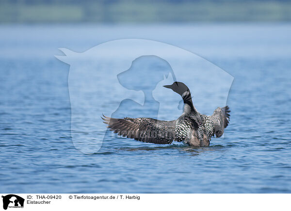 Eistaucher / common loon / THA-09420
