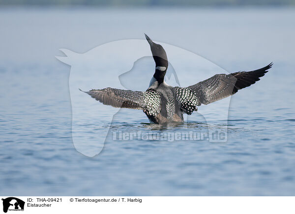 Eistaucher / common loon / THA-09421