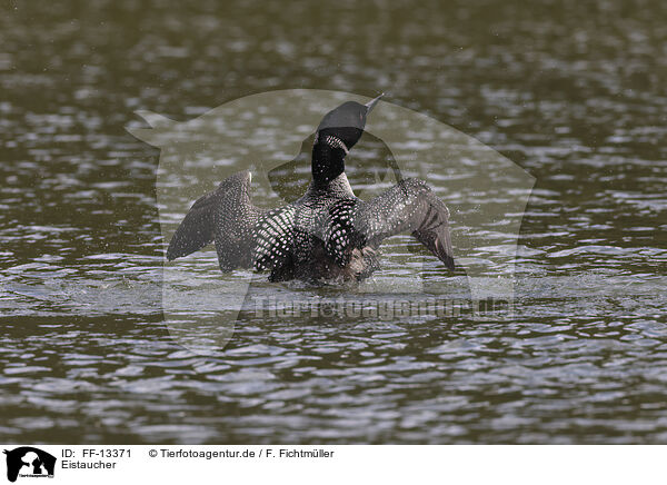 Eistaucher / common loon / FF-13371