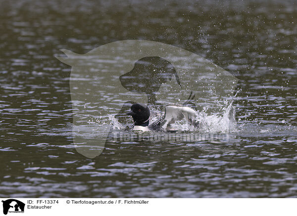 Eistaucher / common loon / FF-13374