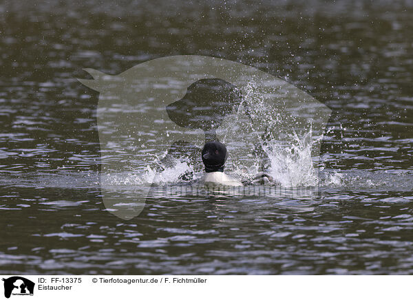 Eistaucher / common loon / FF-13375