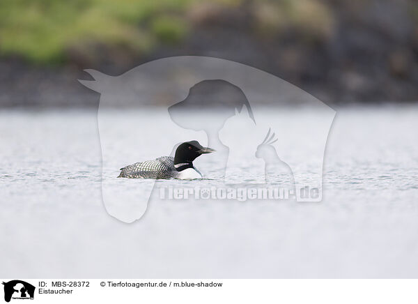 Eistaucher / common loon / MBS-28372