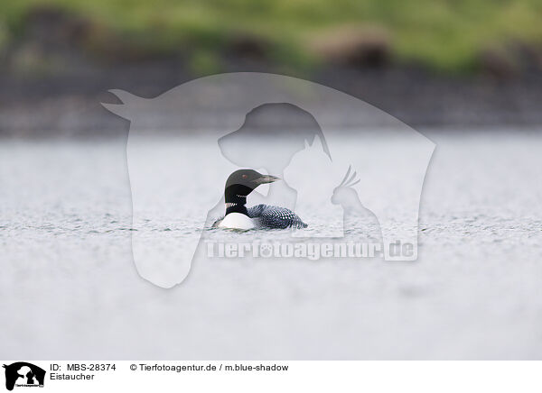 Eistaucher / common loon / MBS-28374