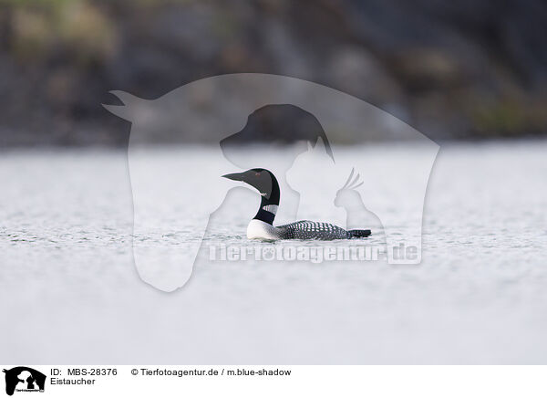 Eistaucher / common loon / MBS-28376
