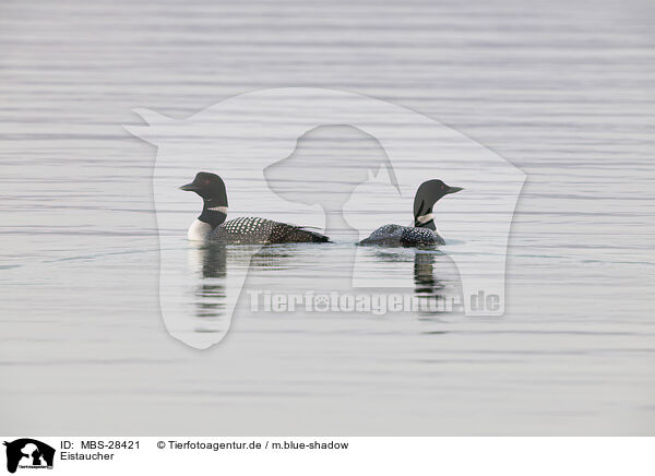 Eistaucher / common loon / MBS-28421