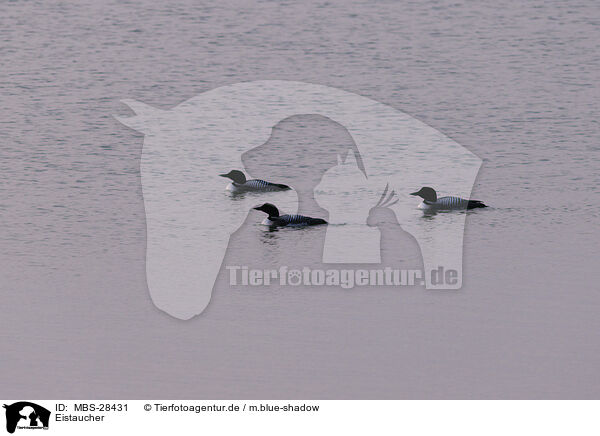 Eistaucher / common loon / MBS-28431