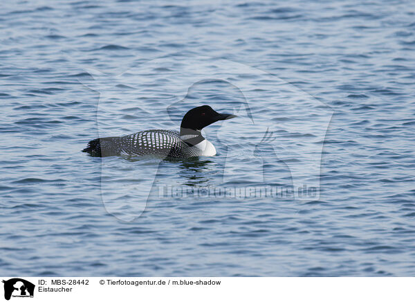 Eistaucher / common loon / MBS-28442
