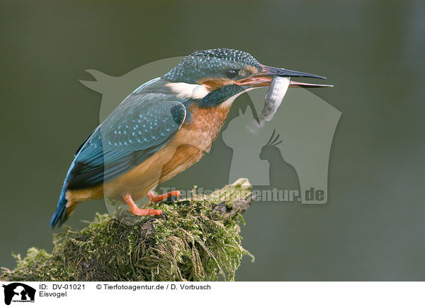 Eisvogel / kingfisher / DV-01021