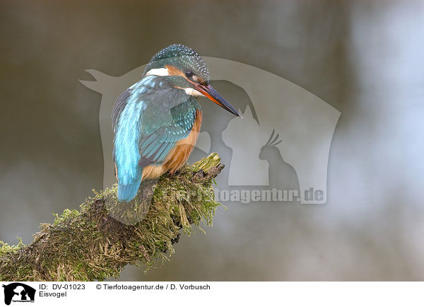 Eisvogel / kingfisher / DV-01023