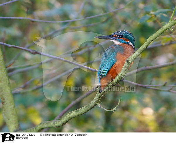 Eisvogel / kingfisher / DV-01232