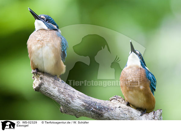 Eisvogel / Kingfisher / WS-02329