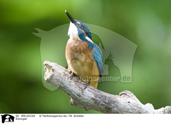 Eisvogel / Kingfisher / WS-02339