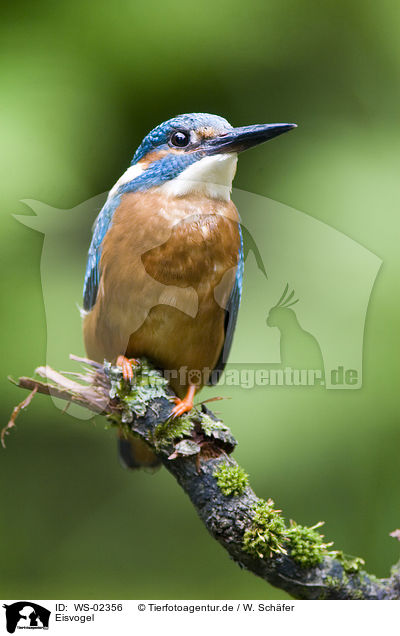 Eisvogel / Kingfisher / WS-02356