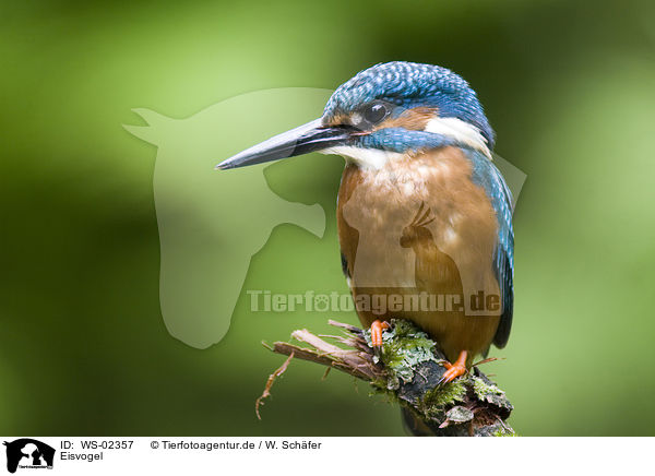 Eisvogel / Kingfisher / WS-02357