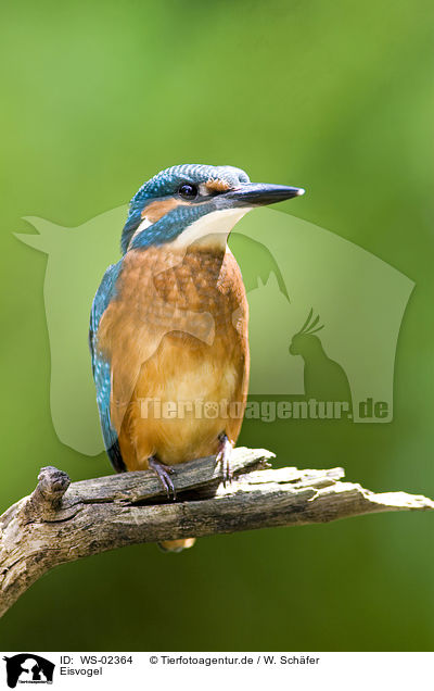 Eisvogel / Kingfisher / WS-02364