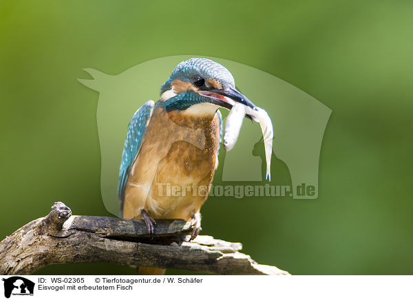 Eisvogel mit erbeutetem Fisch / kingfisher with fish / WS-02365