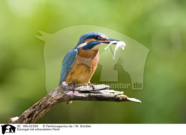 Eisvogel mit erbeutetem Fisch / kingfisher with fish / WS-02368