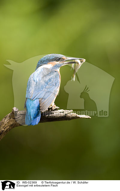 Eisvogel mit erbeutetem Fisch / kingfisher with fish / WS-02369