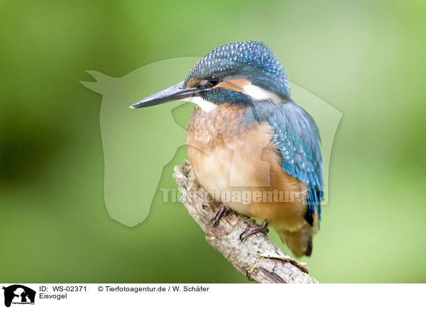 Eisvogel / Kingfisher / WS-02371