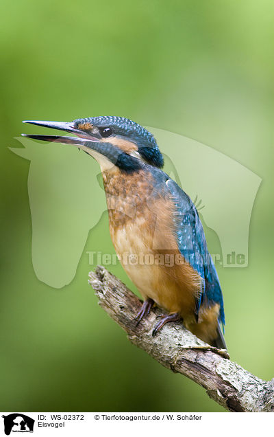 Eisvogel / Kingfisher / WS-02372