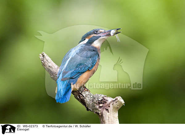 Eisvogel / Kingfisher / WS-02373