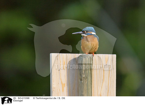 Eisvogel / Kingfisher / SO-01098