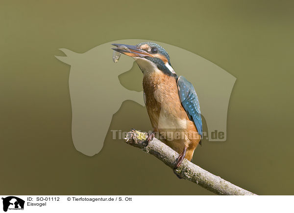 Eisvogel / Kingfisher / SO-01112