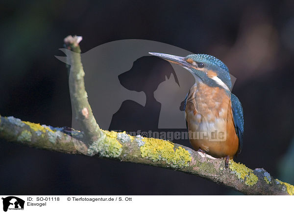 Eisvogel / Kingfisher / SO-01118