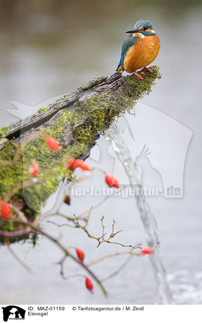 Eisvogel / kingfisher / MAZ-01159