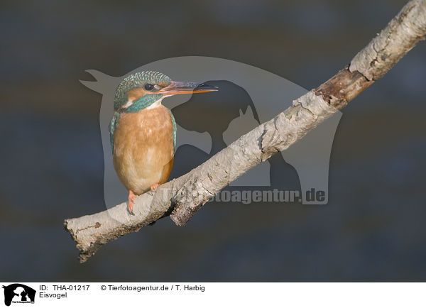 Eisvogel / kingfisher / THA-01217