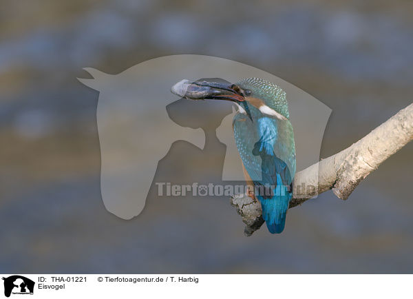 Eisvogel / kingfisher / THA-01221