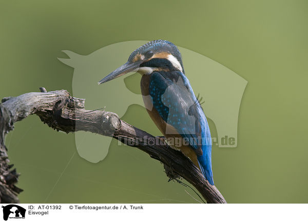 Eisvogel / kingfisher / AT-01392