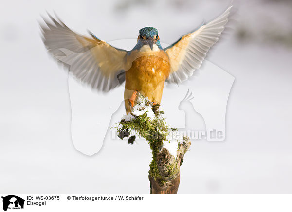 Eisvogel / kingfisher / WS-03675