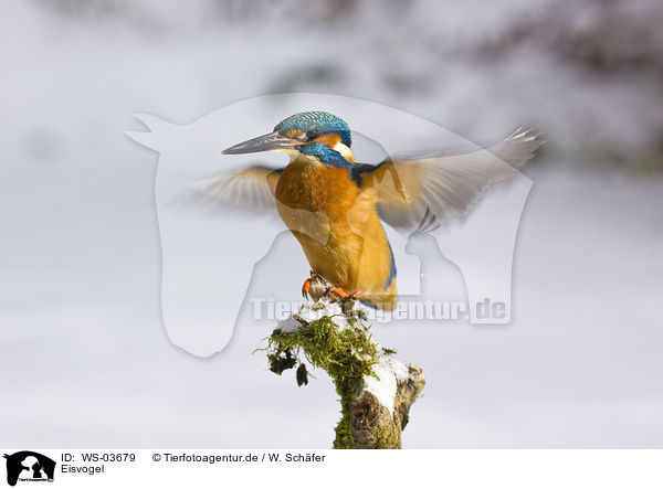 Eisvogel / kingfisher / WS-03679